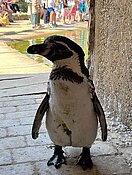 Ein Pinguin auf Wanderschaft