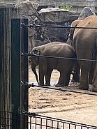 Bei den Elefanten