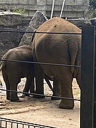 Bei den Elefanten